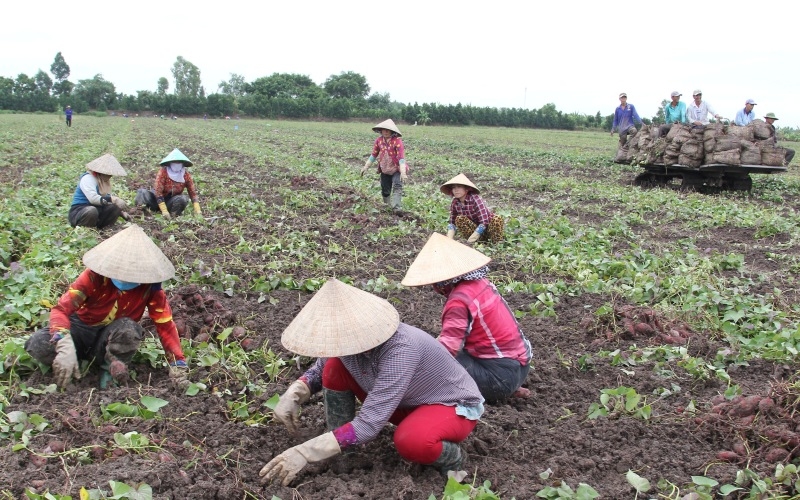 Vĩnh Long cần hỗ trợ tiêu thụ 27.000 tấn khoai lang tím