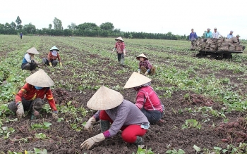 vinh long can ho tro tieu thu 27000 tan khoai lang tim