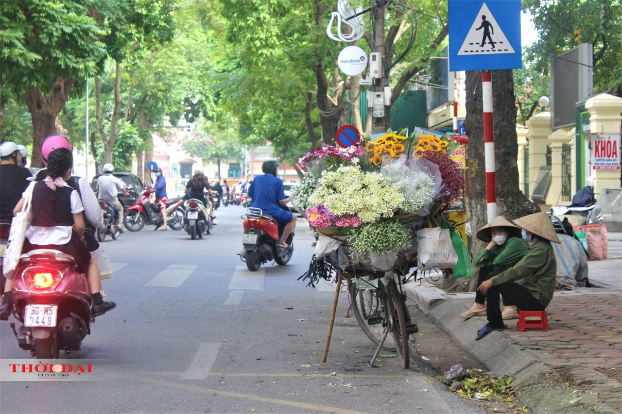 Cúc họa mi "nhuộm" trắng phố phường Hà Nội, gọi mùa đông về Cúc họa mi "nhuộm" trắng phố phường Hà Nội, gọi mùa đông về