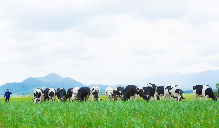 Vinamilk hiện có 2 trang trại bò sữa organic tại Việt Nam và dự án tổ hợp trang trại organic tại Lào dự kiến sẽ đi vào hoạt động đầu năm 2022.