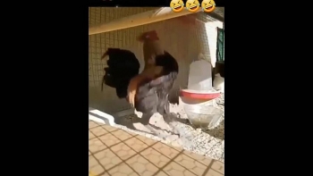 Video: Gà trống hụt hơi ngã lăn đùng ra đất vì gáy quá dài