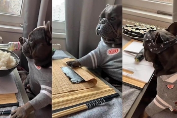 Video: Chó bulldog trổ tài làm món sushi điệu nghệ như 