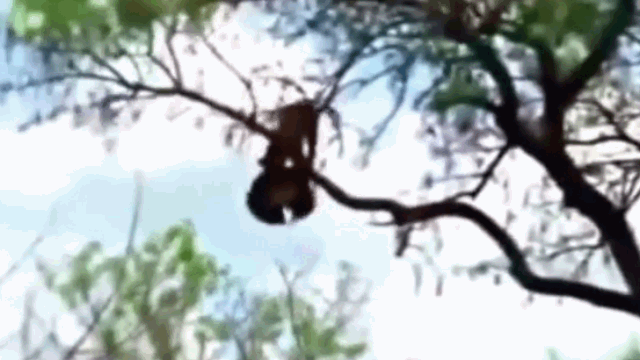 video chu bao con bi dai bang bat bao me leo len cay tra thu