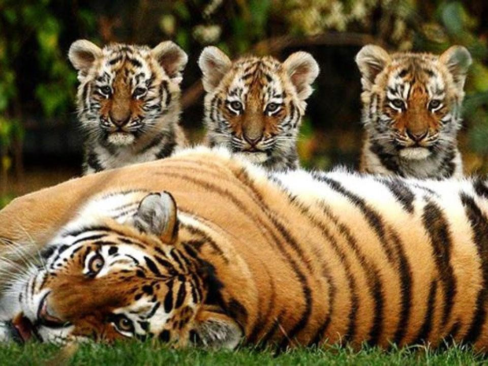 Malaysia nỗ lực cứu hổ Mã Lai đang có nguy cơ tuyệt chủng