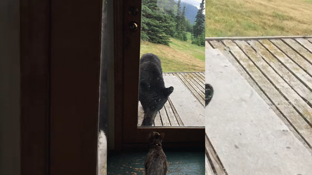 video dinh len vao nha dan gau den bat ngo bi meo doa cho khiep via