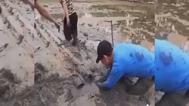Video: Đi bắt ba ba, nhóm thanh niên hoảng loạn rụng rời khi tóm đúng đầu trăn "khủng"