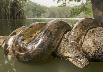 video tran khong lo amazon dau don tuyet vong giua vong vay cua bao den va bao dom