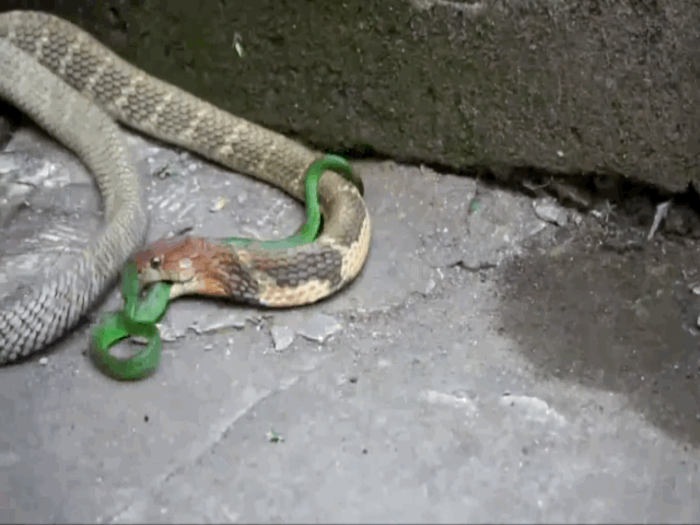 Video: Rắn hổ mang chúa 