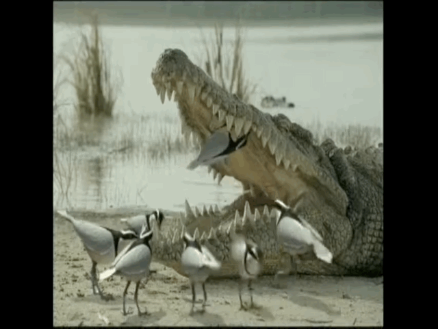 video hai huoc canh chim tam miet mai xia rang cho ca sau