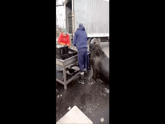 video bat cuoi voi man xin an ba dao cua su tu bien