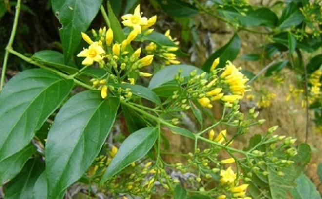 1253 la ngon
