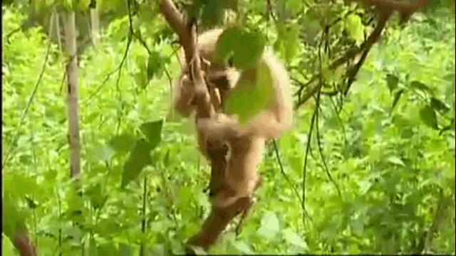 video khi lieu mang gion mat hai chu ho