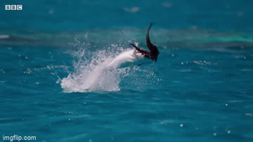 video ca vau phi than khoi mat bien tom gon chim nhan