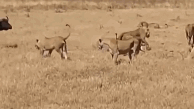 video bi su tu mai phuc trau rung goi 500 anh em toi giai vay