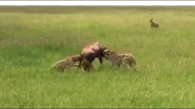 Video: Linh dương bé nhỏ khiến cả đàn báo muối mặt