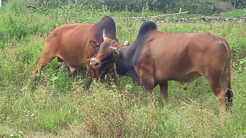 3022 bo huc nhau