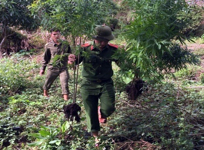 Thông tin pháp luật chiều 9/10: Phát hiện thanh niên vừa nuôi gia súc vừa 