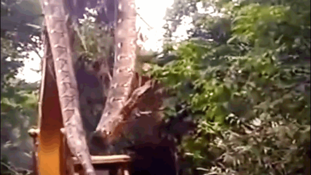 Video: Máy xúc 