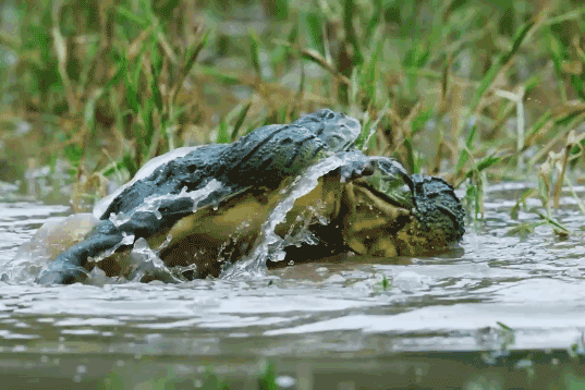 video ech bo khong lo giao chien kinh hoang tranh gianh con cai