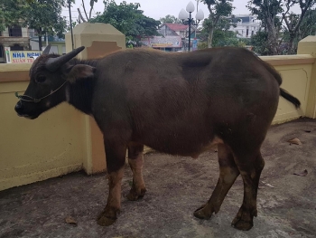 Thông tin pháp luật sáng 21/12: Thanh niên 