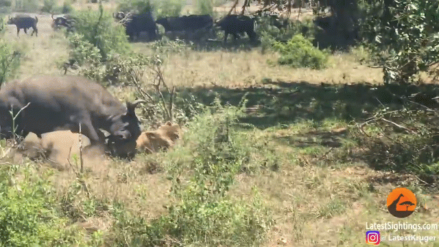 video trau rung bao gan huc su tu nga chong vo roi co chan chay troi chet
