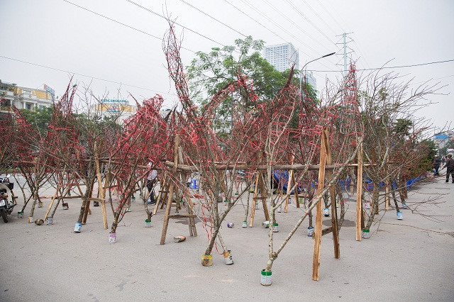 Nghiên cứu kỹ phương án truy xuất nguồn gốc cây đào