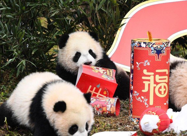 Ch&acirc;u &Aacute; trang ho&agrave;ng rực rỡ, người d&acirc;n n&ocirc; nức mua sắm chuẩn bị đ&oacute;n năm Dần ảnh 26
