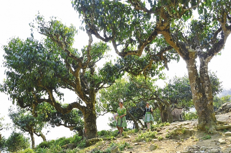 Quần thể trà cổ thụ Giàng Pằng có hàng ngàn đại thụ, trung bình mỗi cây phải hơn một người ôm mới xuể.