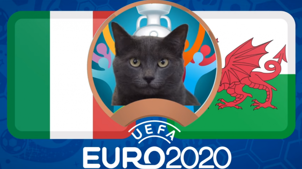 Mèo tiên tri dự đoán Italia vs Xứ Wales - EURO 2021: Mèo Cass yêu thích chủ nhà