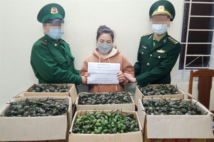 mua 40 kg qua thuoc phien tu bien gioi lao mang ve viet nam ban kiem loi
