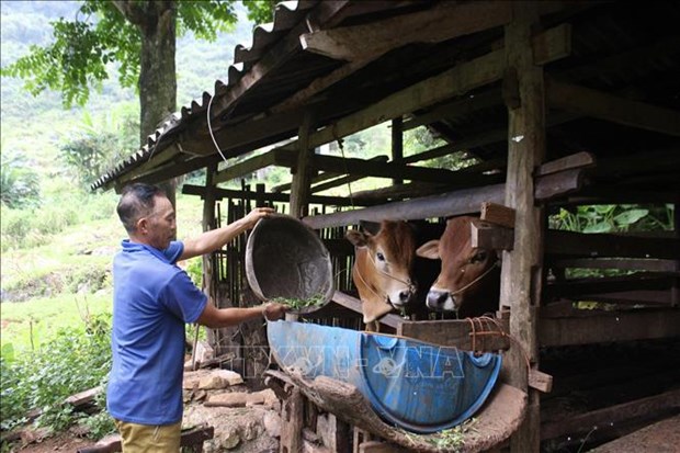Cuoc song hoi sinh noi tran dia Soc Ha, Cao Bang hinh anh 1
