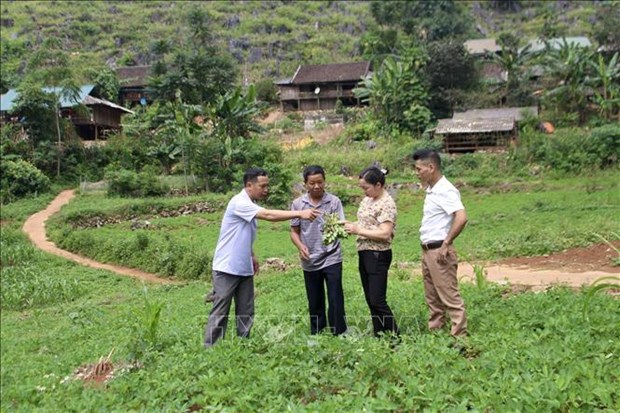 Cuoc song hoi sinh noi tran dia Soc Ha, Cao Bang hinh anh 2