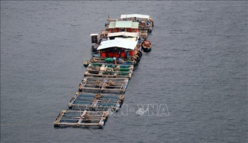 Kiên Giang phát triển nuôi cá lồng bè trên biển