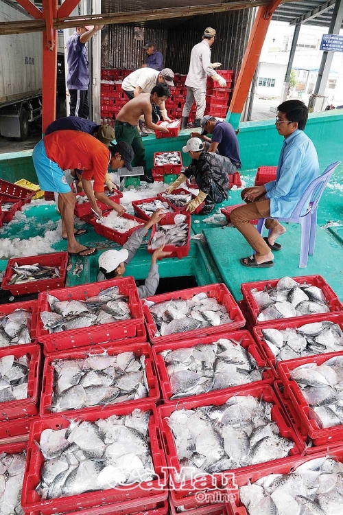 Chuyến biển đầu năm
