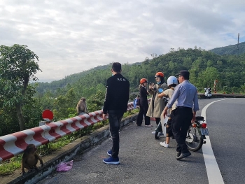 Bán đảo Sơn Trà kêu gọi khách không cho khỉ ăn