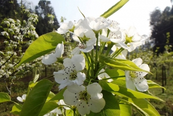 Hoa lê bung nở trên cao nguyên Bắc Hà