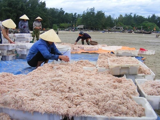 Tép biển dân dã mùa Giêng hai