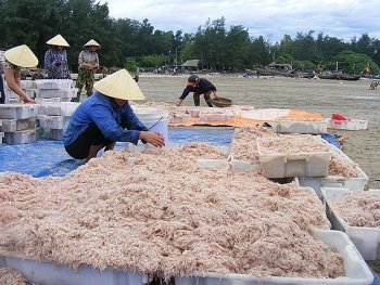 Tép biển dân dã mùa Giêng hai