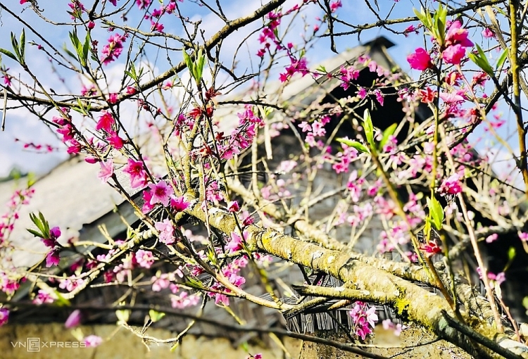Thôn Phìn Hồ có 78 hộ dân với hơn 400 nhân khẩu. Điểm nhấn tại thôn là nhà nào cũng trồng đào quanh nhà trình tường để bán vào mỗi dịp xuân về. Nhà nào không trồng nhiều thì cũng có vài cây tô điểm trước sân, có hộ trồng cả đồi hoa đào. Lào Cai: Đào nở hồng rực chân núi Lảo Thẩn