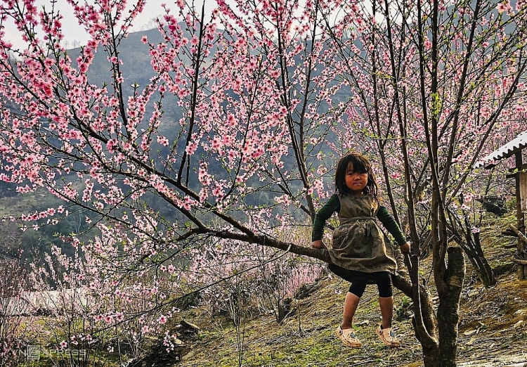Bé gái H'Mông, Lý Thị Sua, 5 tuổi, trèo lên cây đào đang nở đẹp trước nhà sau khi cho cho lợn ăn. Phìn Hồ có điện nước, hàng hóa chủ yếu là tự cung tự cấp, đời sống bà con nơi đây còn khó khăn. Trẻ con được học hết lớp 2 tại thôn, sau đó được nhà trường nhận về ở bán trú đến lớp 9, sau đó hầu hết các em về phụ gia đình. Thanh niên trong thôn chuyên làm hướng dẫn viên, porter dẫn khách leo núi. Lào Cai: Đào nở hồng rực chân núi Lảo Thẩn