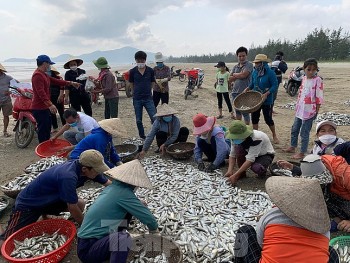 Ngư dân Hà Tĩnh, Đà Nẵng được mùa "lộc biển", thu nhập 4 triệu/ngày