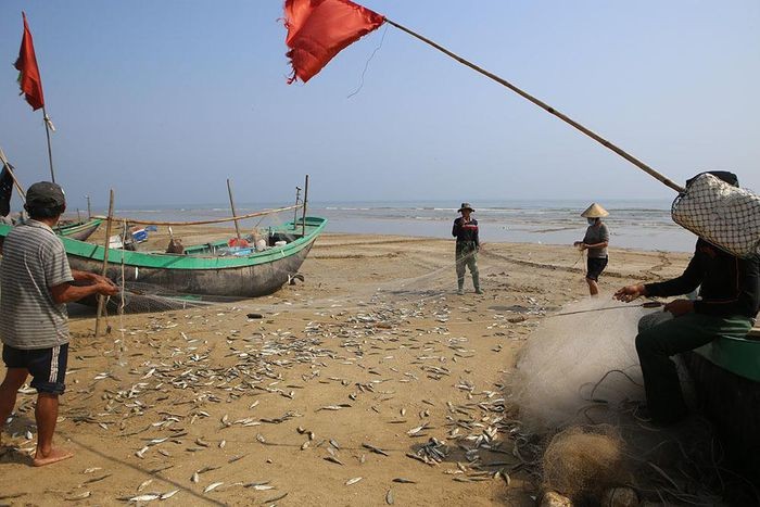 Đánh cá trích gần bờ, ngư dân thu 20-30 triệu đồng cho mỗi chuyến ra khơi