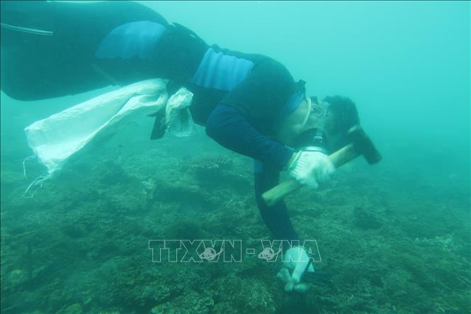 Phục hồi thành công san hô tại trên nền đáy tự nhiên và nhân tạo ở Côn Đảo