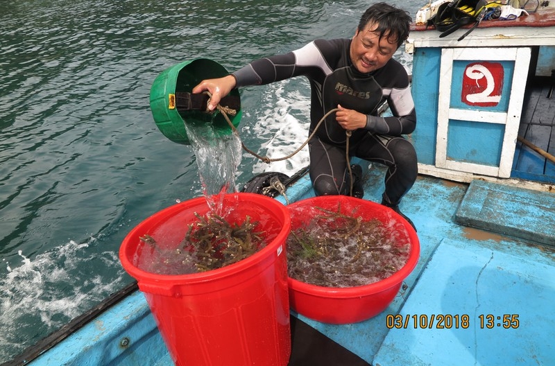 Phục hồi thành công san hô tại Côn Đảo