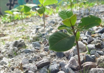 Những mầm xanh trên đảo Trường Sa