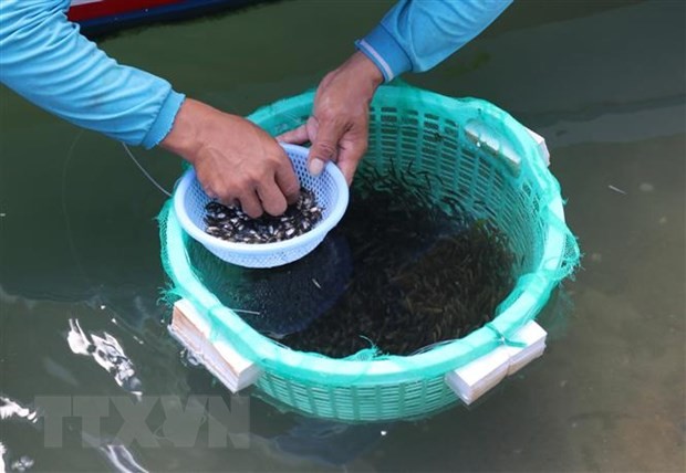 Ngư dân Ninh Thuận thu nhập cao từ nguồn cá giống