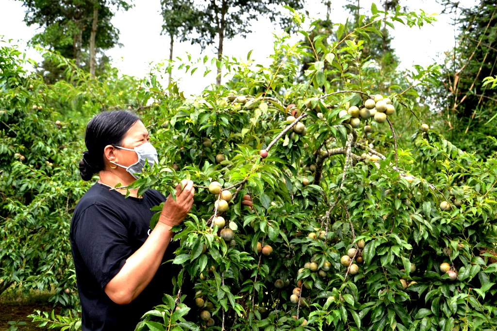 Mùa mận chín trên “cao nguyên trắng” Bắc Hà -0