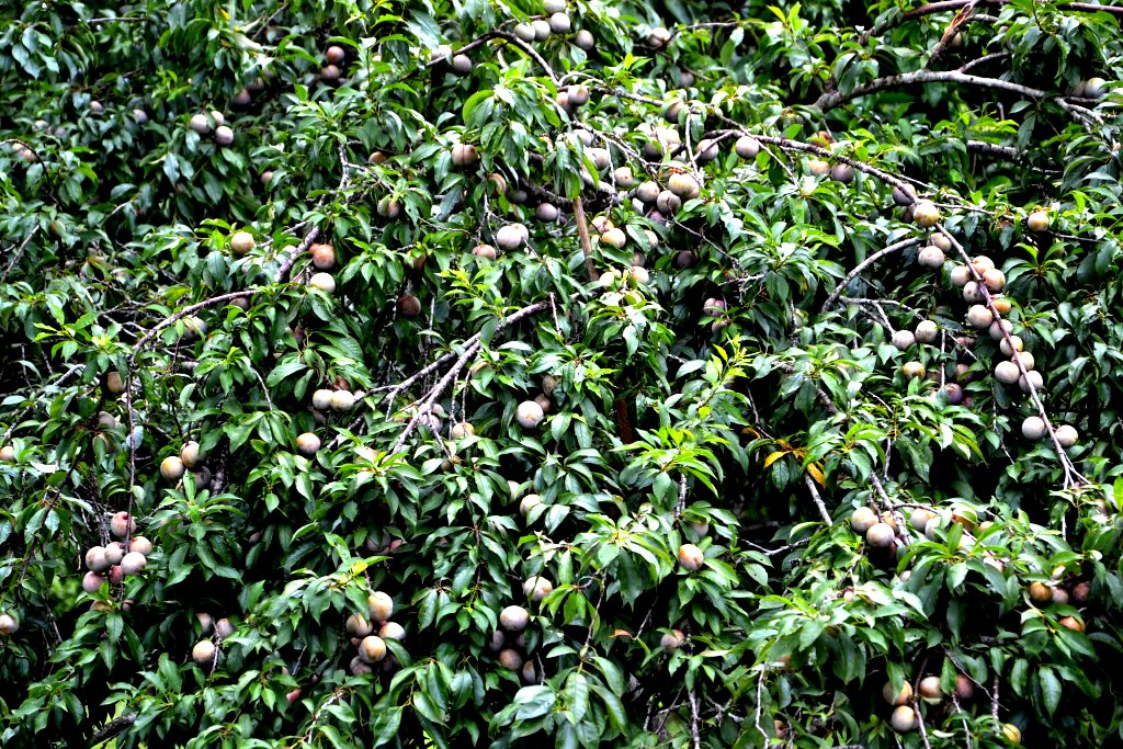 Mùa mận chín trên “cao nguyên trắng” Bắc Hà -0