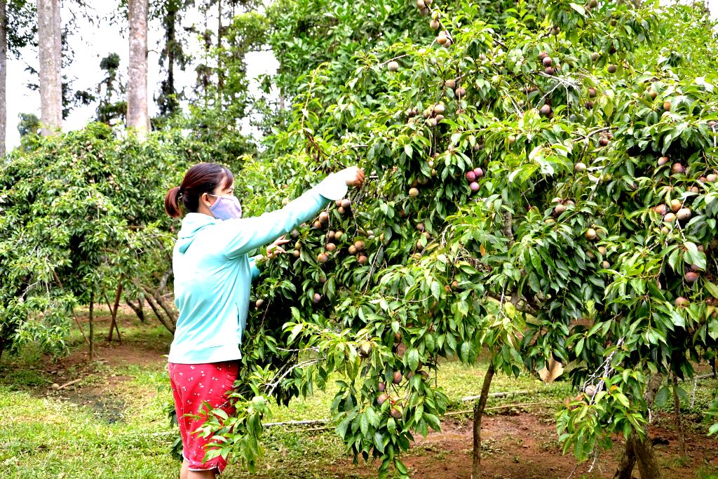 Mùa mận chín trên “cao nguyên trắng” Bắc Hà -0
