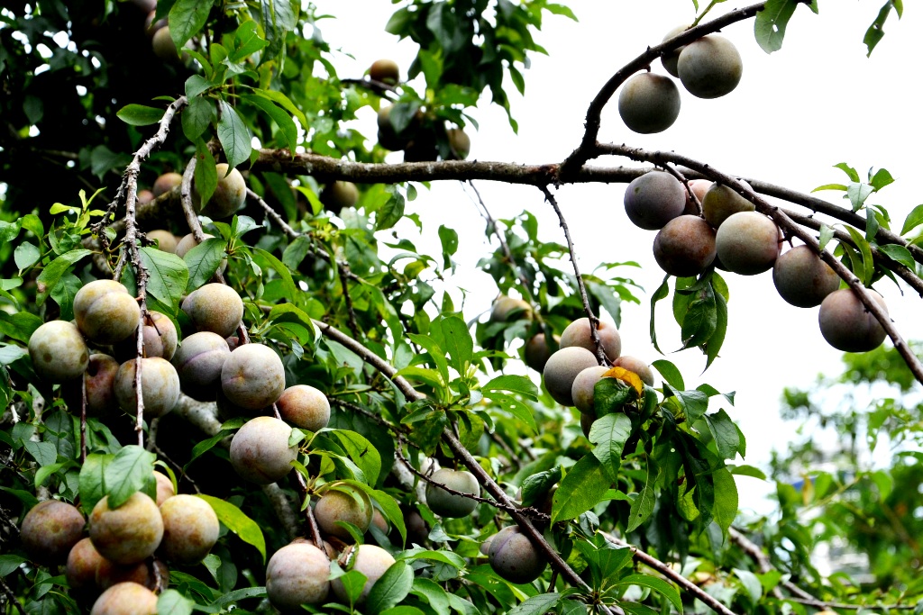 Mùa mận chín trên “cao nguyên trắng” Bắc Hà -0